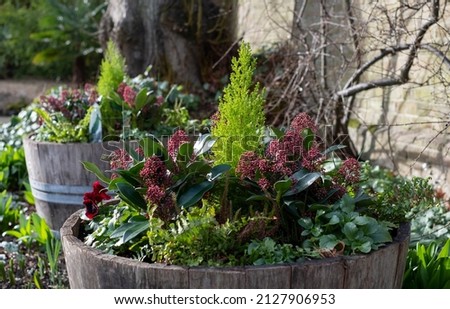 Dark pink flowers and miniature conifer tree planted in a vintage wooden barrel. Photographed in Enfield, north London UK in mid winter.