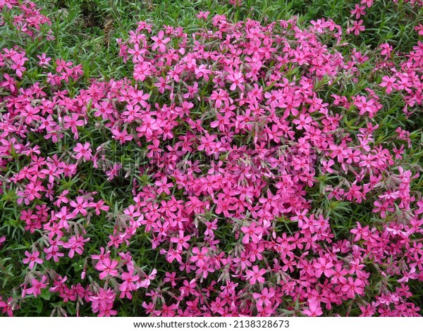The dark pink moss phlox flowers are in bloom.\
The name of this moss phlox is called Scarlet Flame. Phlox subulata\
\