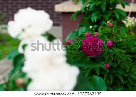 Dark pink peony flowers opening its petals in the sunlight. Blurred white peonies.