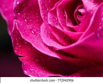 Dark Pink Rose