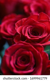 
Dark Pink Rose Flowers Close-up