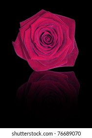 Dark Pink Rose With Reflection Isolated On Pure Black