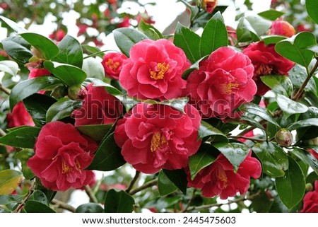 Dark pink semi double camellia 'William Carlyon' in flower