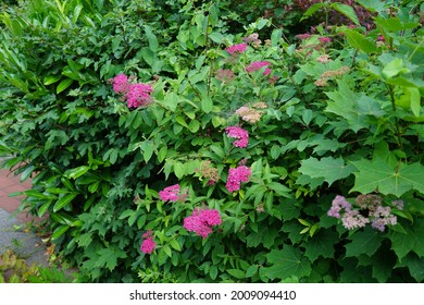 Japanese Spirea High Res Stock Images Shutterstock