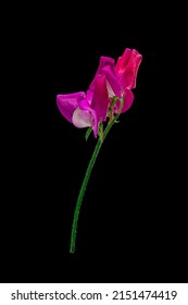 The Dark Pink Sweet Pea Flower On Black Background