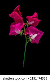 The Dark Pink Sweet Pea Flower On Black Background