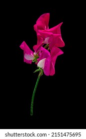 The Dark Pink Sweet Pea Flower On Black Background