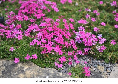 Dark pink tufted phlox (Phlox douglasii) Crackerjack bloom in a garden in May - Shutterstock ID 2146725435