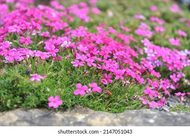 Dark pink tufted phlox (Phlox douglasii) Crackerjack bloom in a garden in May - Shutterstock ID 2147051043