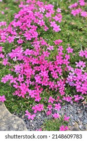 Dark pink tufted phlox (Phlox douglasii) Crackerjack bloom in a garden in May - Shutterstock ID 2148609783