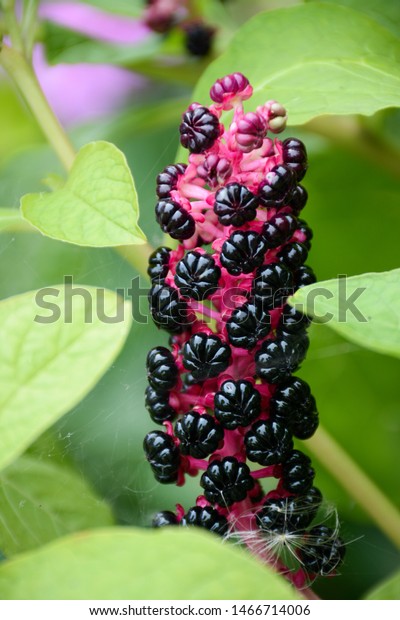 Dark Purple Berries Phytolacca On Bush Stock Photo Edit Now 1466714006