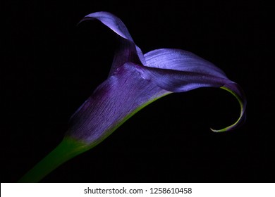 Dark Purple Calla Lily Flower Closeup In Studio Environment With