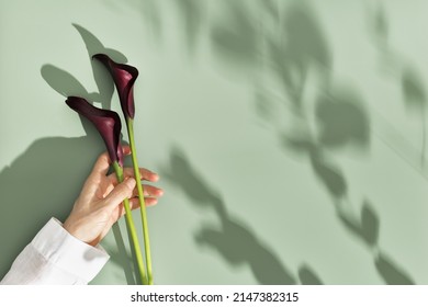 Dark purple Calla lily flowers in woman hand on green background with leaf shadow. Minimal natural floral concept. Blossoming flower, holiday celebration summer card. Bouquet of Calla lilies top view - Powered by Shutterstock