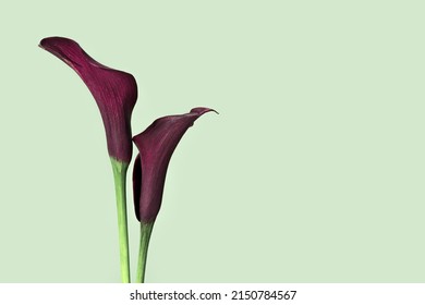 Dark Purple Calla Lily Flowers On Green Background. Minimal Natural Floral Concept. Close Up Blossoming Flower, Aesthetic Summer Flowery Card. Fresh Blooms Calla  Lilies Bud Close Up, Side View