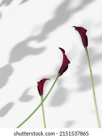 Dark Purple Calla Lily Flowers On White Background With Shadows. Minimal Floral Vertical Composition. Aesthetic Beauty Blooming Flower, Celebration Flowery Card. Fresh Red Bloom Calla Lilies Top View