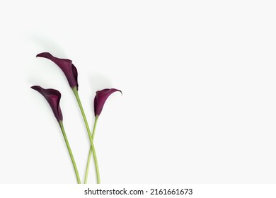 Dark Purple Calla Lily Flowers On White Background. Minimal Floral Composition With Natural Light. Aesthetic Beauty Blooming Flower, Celebration Flowery Card. Fresh Red Bloom Calla Top View, Copyspace