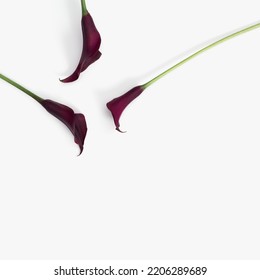 Dark Purple Calla Lily Flowers On White Background. Minimal Floral Composition With Natural Light. Aesthetic Beauty Blooming Flower, Celebration Flowery Card. Fresh Red Bloom Calla Top View, Copyspace