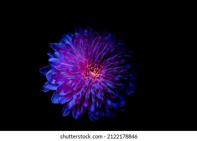 Dark Purple Flower Dahlia Macro Isolated On Black. Red Dahlia,  Close-up. Black Background. Nature Flower Artificial Light. 