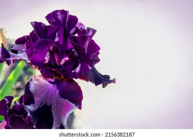 Dark purple iris with velvety petals. Lilac color vignette. Iris germanica - L. Close-up, copy space. Purple flower. Floriculture, spring .