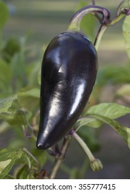 Dark Purple Jalapeno That Is Growing On A Plant