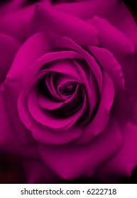 Dark Purple Rose