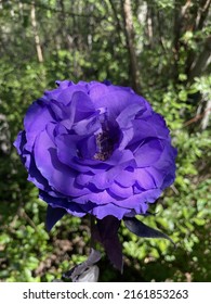 A Dark Purple Rose Amongst The Greens Of An Alaska Forest.