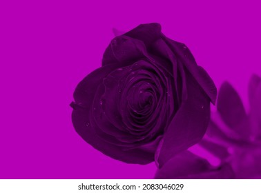 Dark Purple Rose On Violet Background