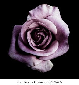Dark purple roses background, Purple rose isolated on black background, Greeting card with a luxury roses, Image dark tone                  