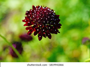 Dark Purple Scabiosa Pincushion Flower