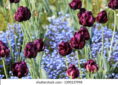 Dark Purple tulip in