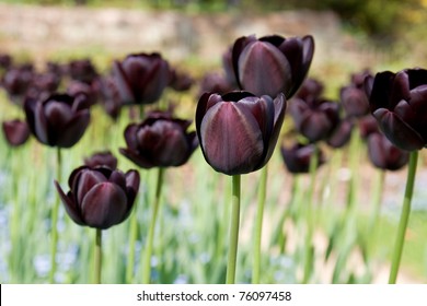 Dark purple tulip - often referred to as "black tulips" - with other tulips in the background. Small blue flowers at ground level amongst the tulips