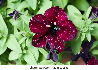 Dark purple-red Petunia with white dots growing n the garden in spring. Petunia varieties Lightning Sky or Starry Sky Burgundy