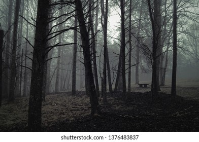 Dark Rainy Woods Stock Photo 1376483837 | Shutterstock