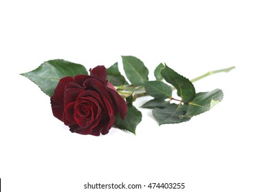 Dark red "Black Baccara" rose isolated on white background Stock Photo