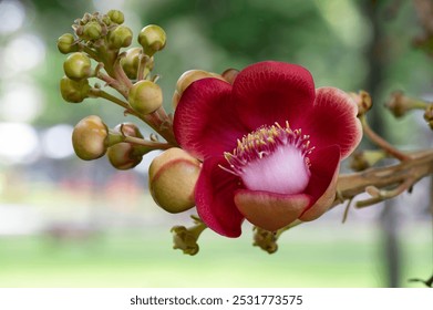 A dark red cannonball tree flower and some unopened buds - Powered by Shutterstock