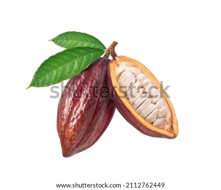 Dark red cocoa pods with half sliced and beans isolated on white background.