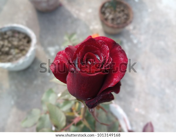 Dark Red Colored Rose Flower Breed Stock Photo Edit Now 1013149168