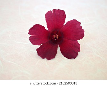 Dark Red Cranberry Hibiscus flower isolated on white background, African  rosemallow ,False roselle Maroon mallow ,Red leave hibiscus ,Red shield hibiscus Hibiscus acetosella Welw ex Hiern maple sugar
