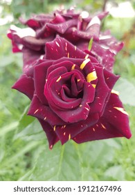 Dark Red Double Rose With Yellow Strokes, On A Green Bush (top View).