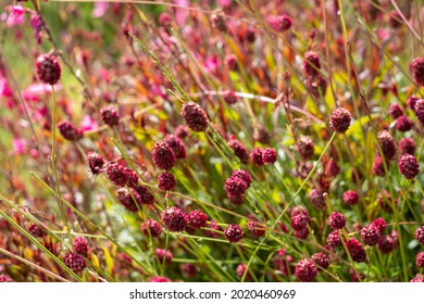 Dark red, drought-resistant perennial Sanguisorba Tanna Burnet flowers, photographed in the sun in mid summer in the UK.