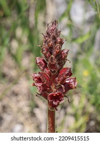 Dark Red Flowers Of Broomrape Plant From Genus Orobanche, A Parasitic Herbaceous Plants