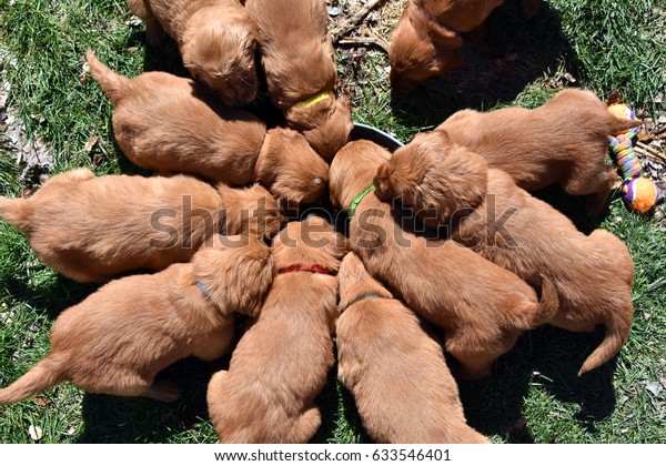red golden retriever puppies