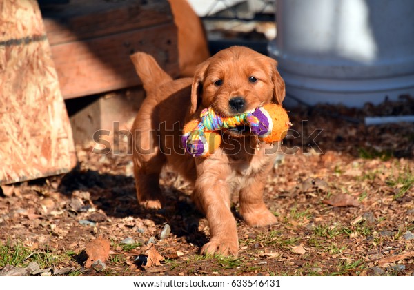 Dark Red Golden Retriever Puppy Playing Stock Photo Edit Now