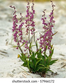 Dark Red Helleborine Epipactis Atrorubens