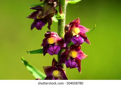 Dark Red Helleborine, Royal Helleborine,