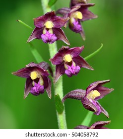 Dark Red Helleborine, Royal Helleborine,