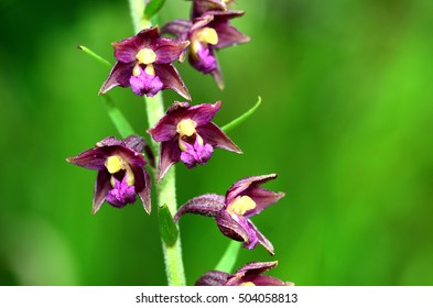 Dark Red Helleborine, Royal Helleborine,