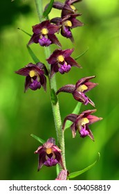 Dark Red Helleborine, Royal Helleborine,