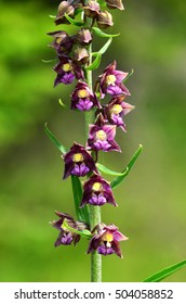 Dark Red Helleborine, Royal Helleborine,