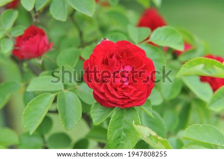 Dark red Hybrid Multiflora rose (Rosa) Chevy Chase blooms in a garden in June